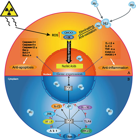 Molecular Hydrogen: A Preventive & Therapeutic Medical Gas For Various Diseases (Part 2)